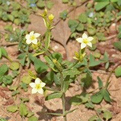 Centaurium maritimum