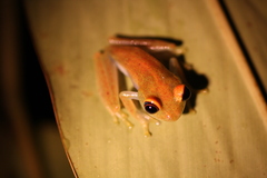 Boophis viridis