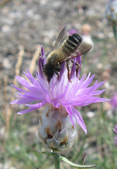 Megachile albocristata