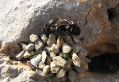 Megachile albocristata