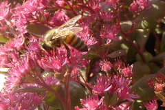 Apis mellifera