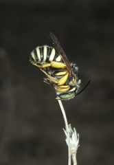 Paraanthidium