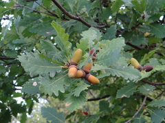 Quercus dalechampii