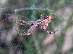 Cyrtophora citricola