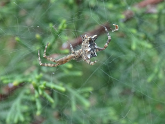 Cyrtophora citricola