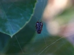 Cyrtophora citricola