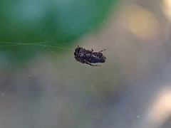 Cyrtophora citricola