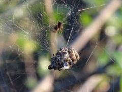 Cyrtophora citricola
