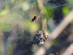 Cyrtophora citricola