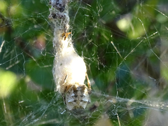 Cyrtophora citricola