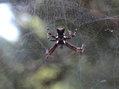 Cyrtophora citricola