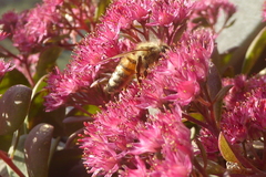 Apis mellifera
