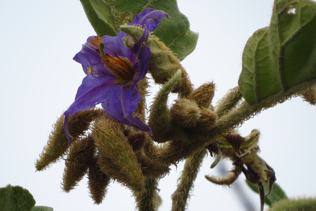Solanum falciforme