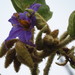 Solanum falciforme - Photo (c) Gabriel Völker Lacerda, algunos derechos reservados (CC BY-NC), subido por Gabriel Völker Lacerda