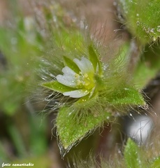 Cerastium comatum