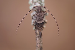 Acanthocinus reticulatus