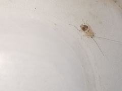 Planuncus tingitanus