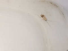 Planuncus tingitanus