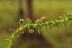 Paepalanthus fluviatilis