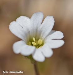 Cerastium scaposum