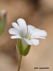 Cerastium scaposum