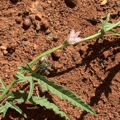 Convolvulus sagittatus