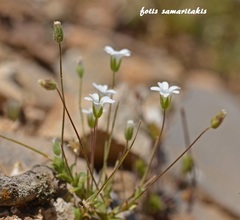 Cerastium scaposum