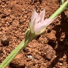 Convolvulus sagittatus