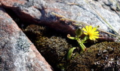 Crepis nigrescens