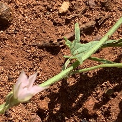 Convolvulus sagittatus