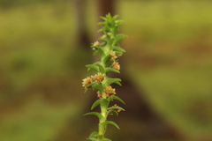Paepalanthus fluviatilis