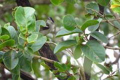 Neothraupis fasciata