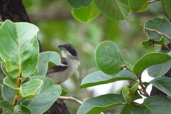 Neothraupis fasciata