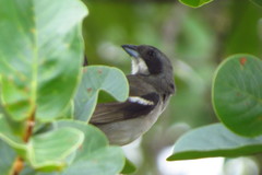 Neothraupis fasciata