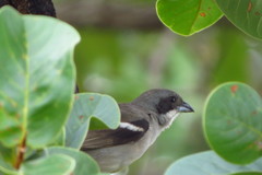 Neothraupis fasciata