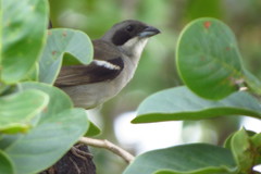 Neothraupis fasciata
