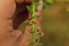 Paepalanthus fluviatilis