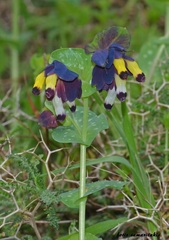 Cerinthe retorta