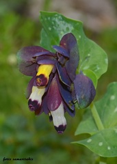 Cerinthe retorta