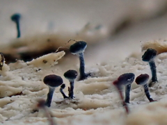 Chaenothecopsis