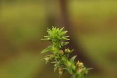 Paepalanthus fluviatilis