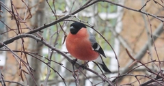 Pyrrhula pyrrhula