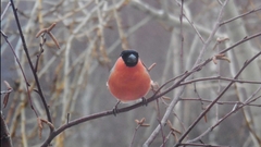 Pyrrhula pyrrhula