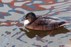 Anas platyrhynchos domesticus