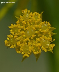 Chaerophyllum creticum