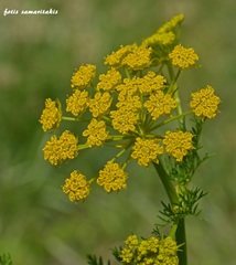 Chaerophyllum creticum