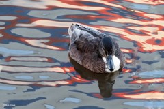 Anas platyrhynchos domesticus