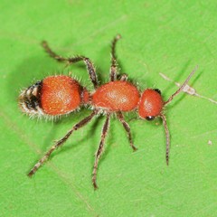 Dasymutilla nigripes