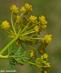 Chaerophyllum creticum
