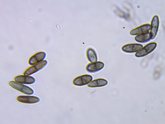 Chaenothecopsis